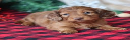Miniature Dachshund dogs for sale: Silver  - Ad 5