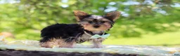 Yorkshire Terrier dogs for sale: Ollie - Ad 7