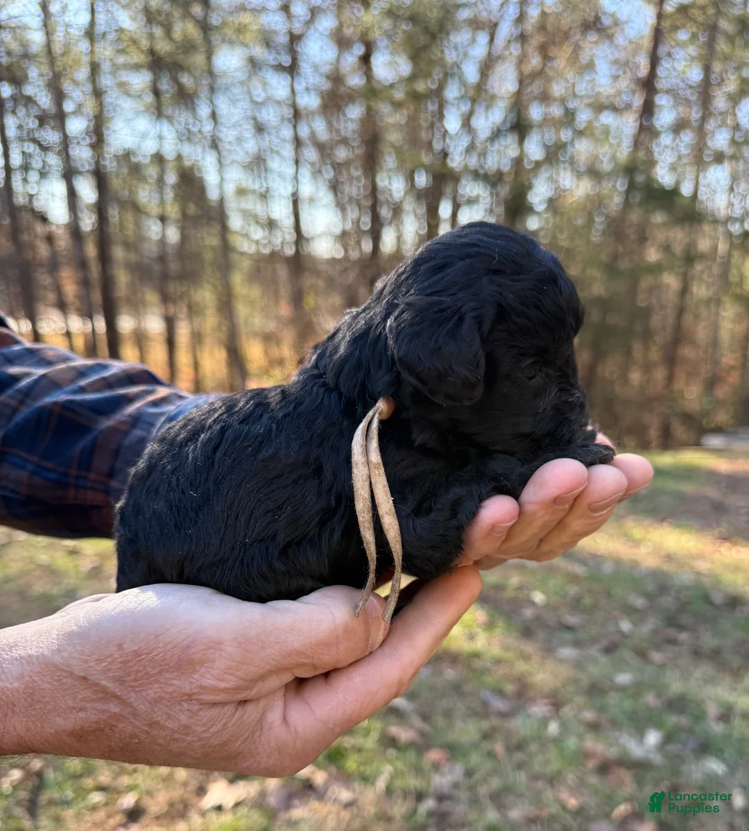 Goldendoodle dogs for sale: Goldendoodle Puppy 3 - Ad 14