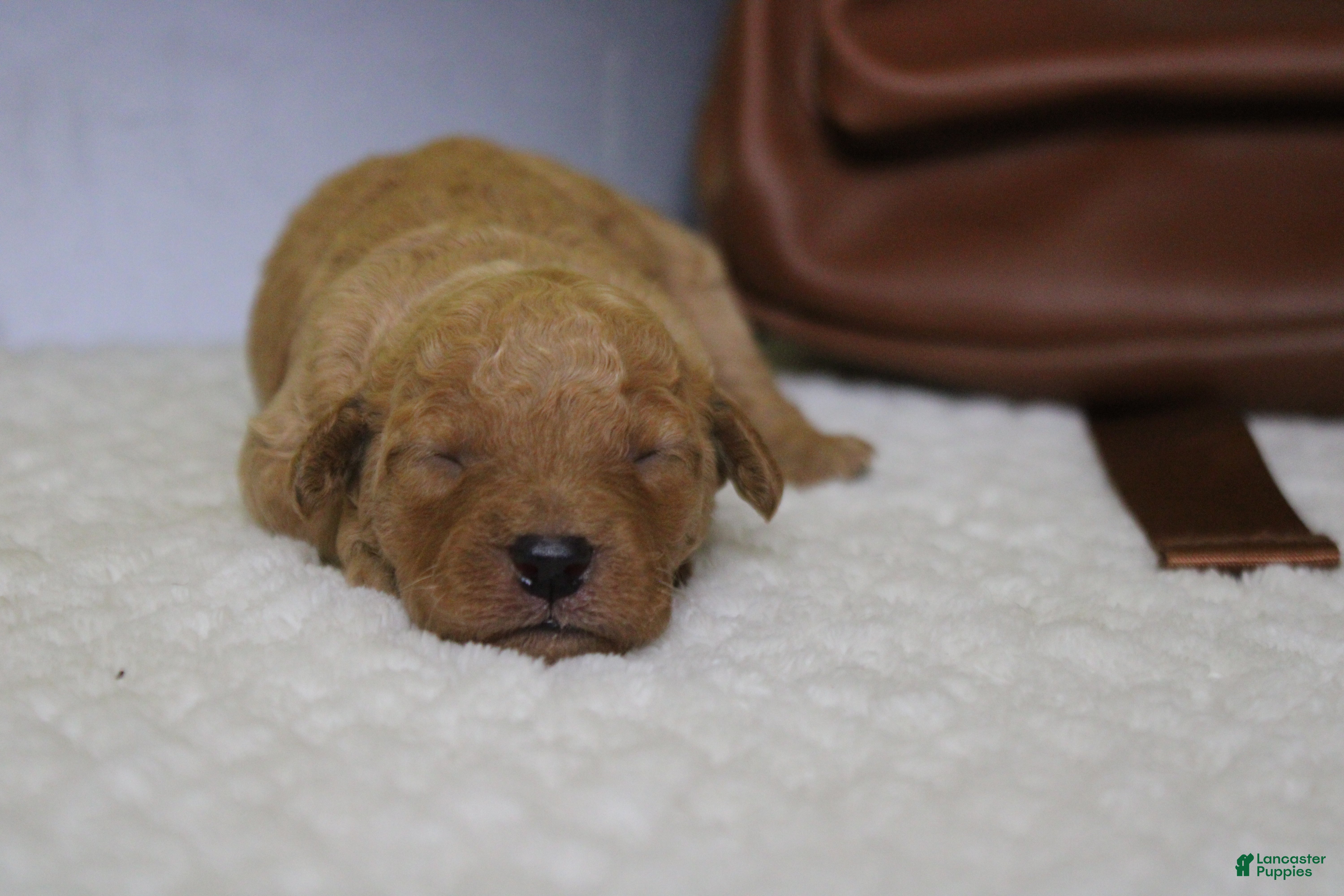 Goldendoodle dogs Pesto - Ad 14