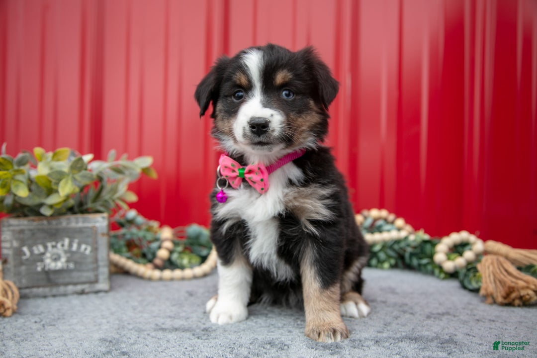 Miniature Australian Shepherd dogs for sale: Lynette - Ad 2