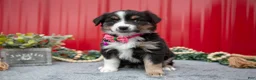 Miniature Australian Shepherd dogs for sale: Lynette - Ad 2