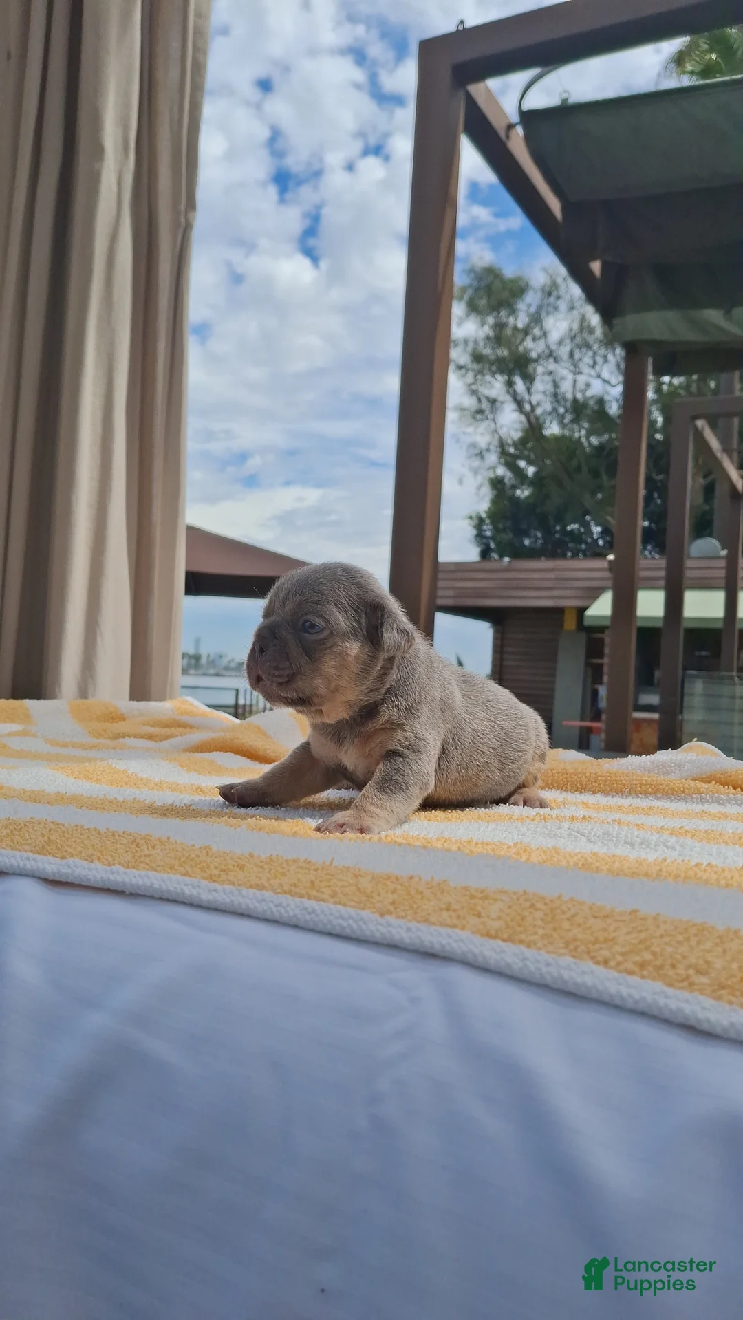 French Bulldog dogs for sale: Chip - Ad 2