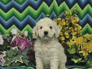 Cavapoo dogs - Ad 29