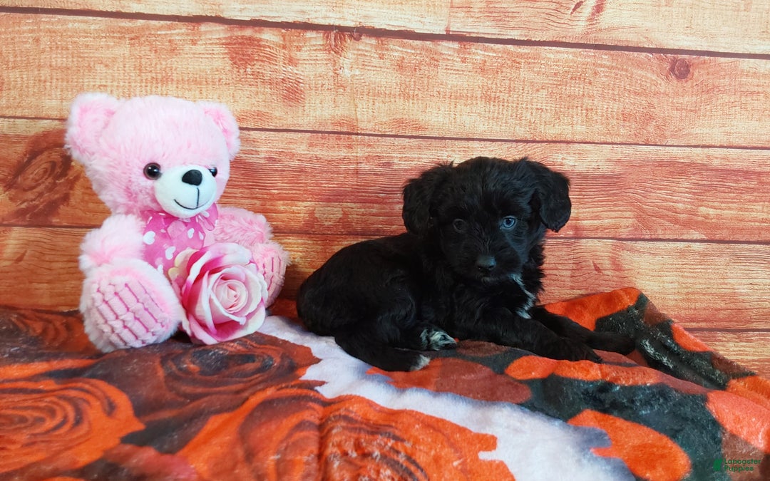Aussiedoodle dogs for sale: Aussiedoodle Puppy 4 - Ad 4