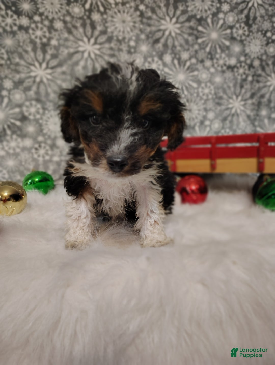 Mini Bernedoodle dogs for sale: Tiny Tim - Ad 4