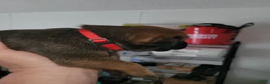 Mixed Breed 4