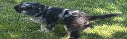 Goldendoodle dogs for sale: Luna  - Ad 3