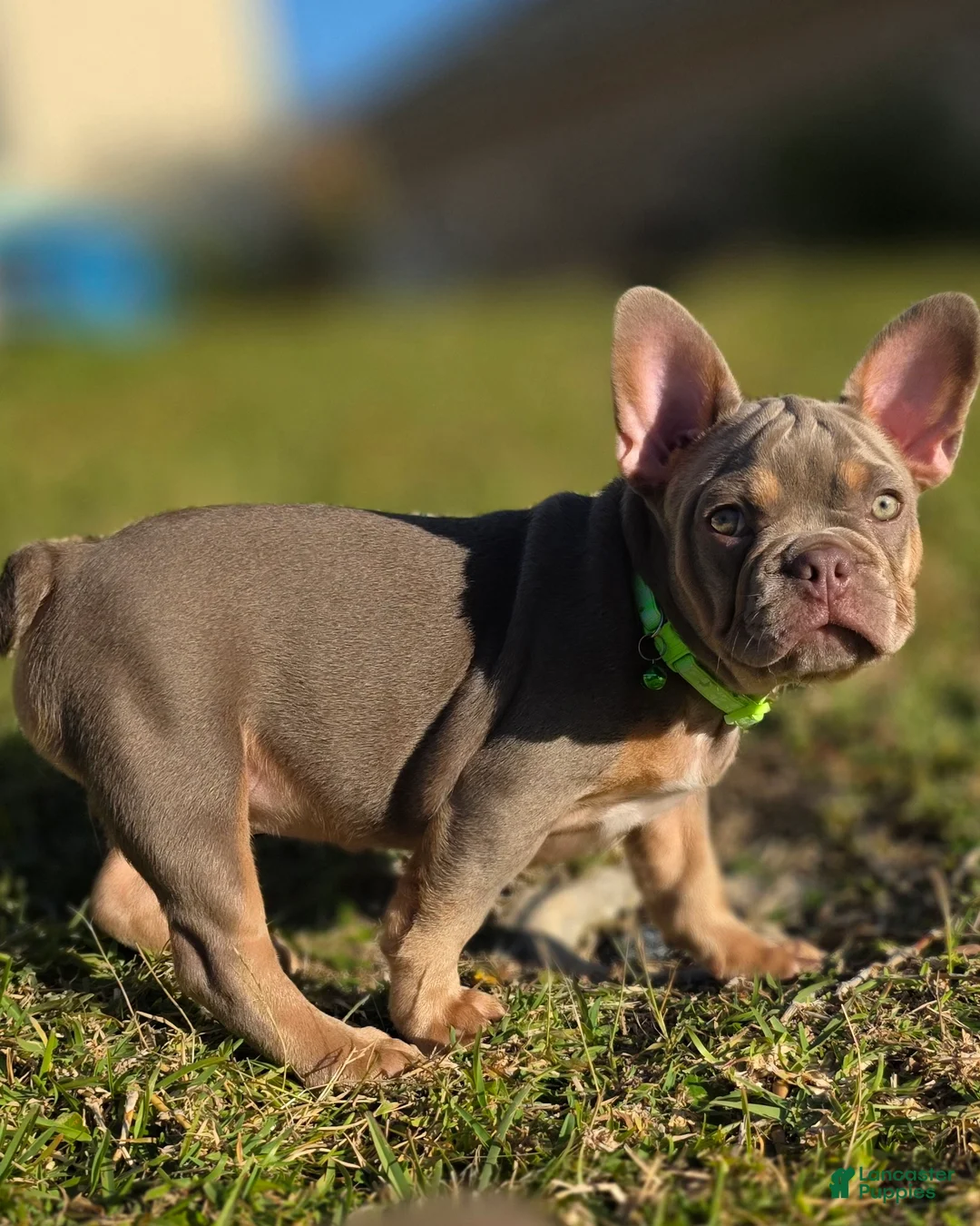 French Bulldog dogs for sale: AKC French Bulldog Tank - Ad 4