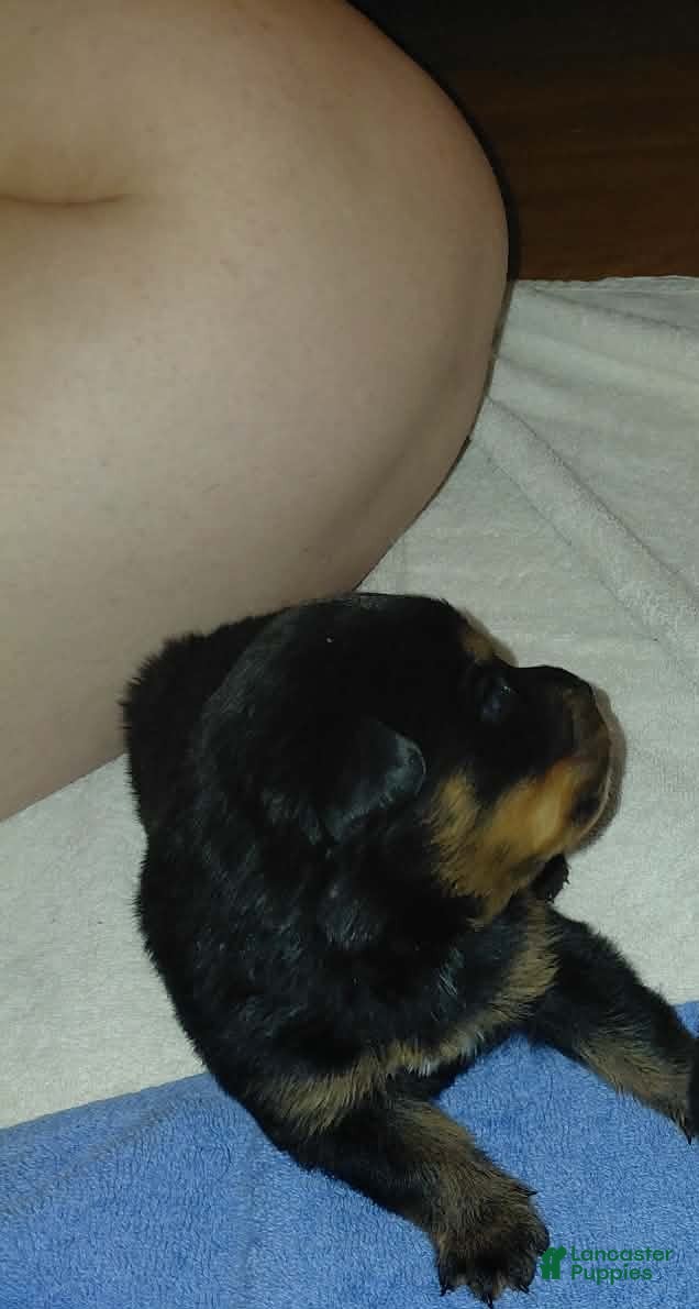 Rottweiler dogs Rottweiler 2 - Ad 35