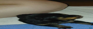Rottweiler 2
