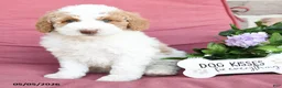 Miniature Poodle dogs for sale: Lisa - Ad 1