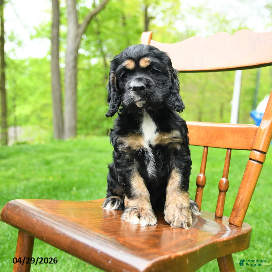 Cocker Spaniel dogs for sale: Beans - Ad 5