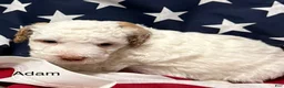 Mini Goldendoodle dogs for sale: Adam - Ad 5