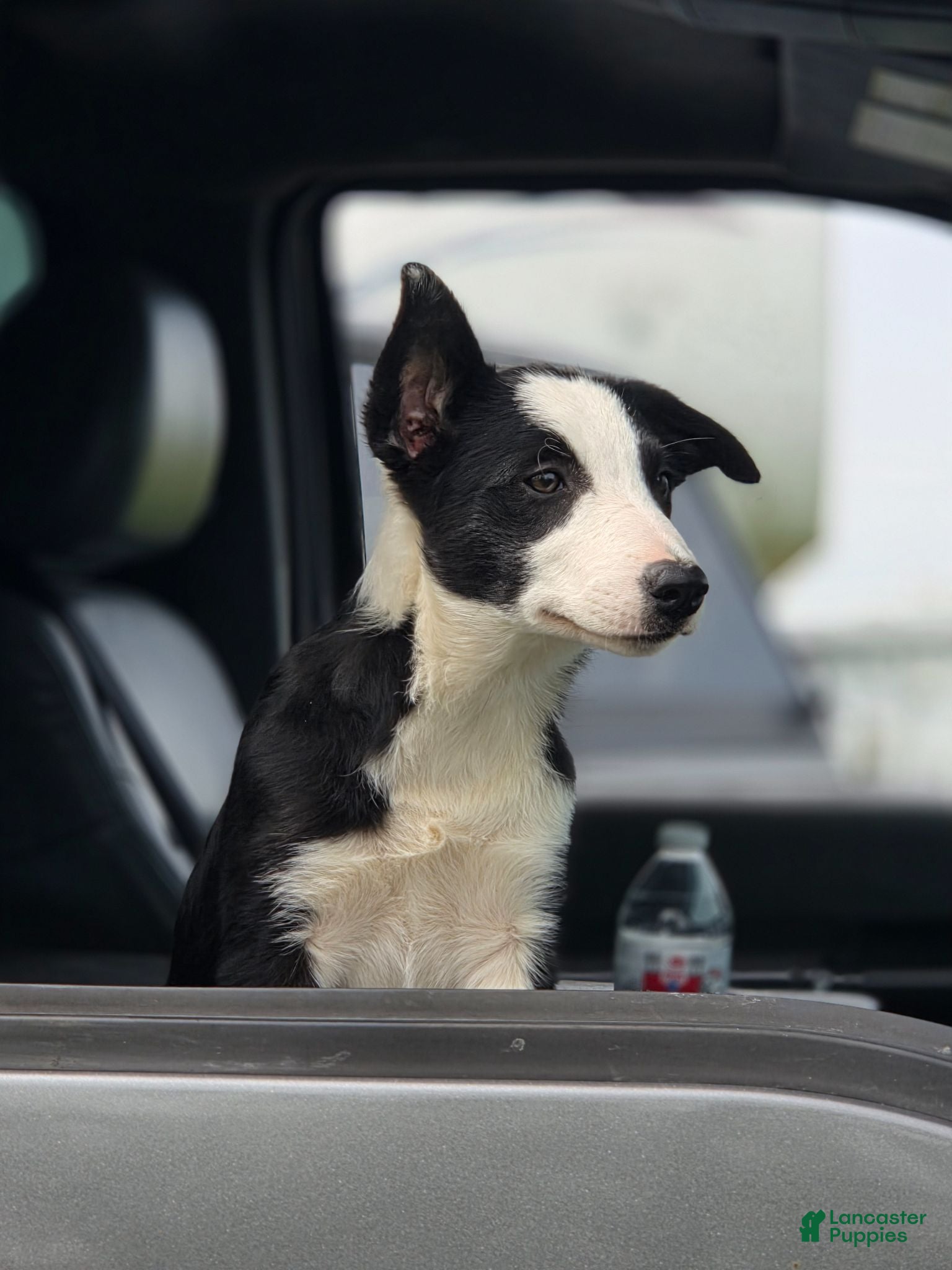 Border Collie dogs Kaida - Ad 34