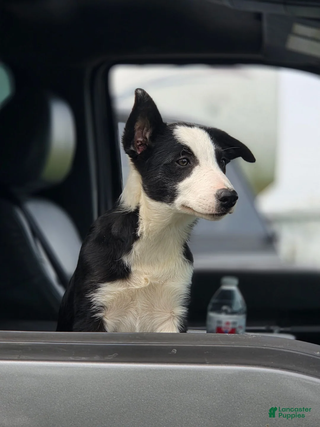 Border Collie dogs for sale: Kaida - Ad 1