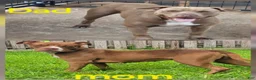 American Staffordshire Terrier dogs for sale: American Staffordshire Terrier 3 chocolate with white  - Ad 3