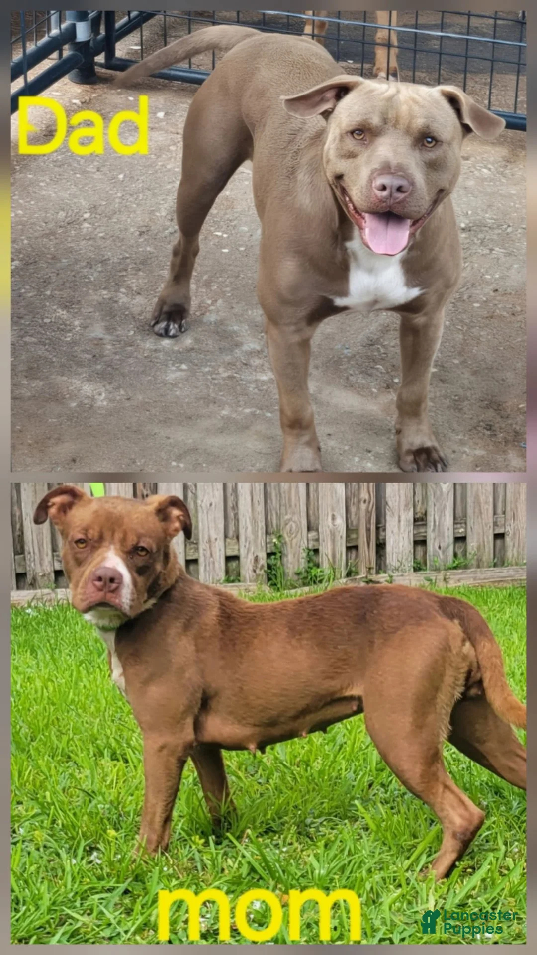 American Staffordshire Terrier dogs for sale: American Staffordshire Terrier 3 chocolate with white  - Ad 3