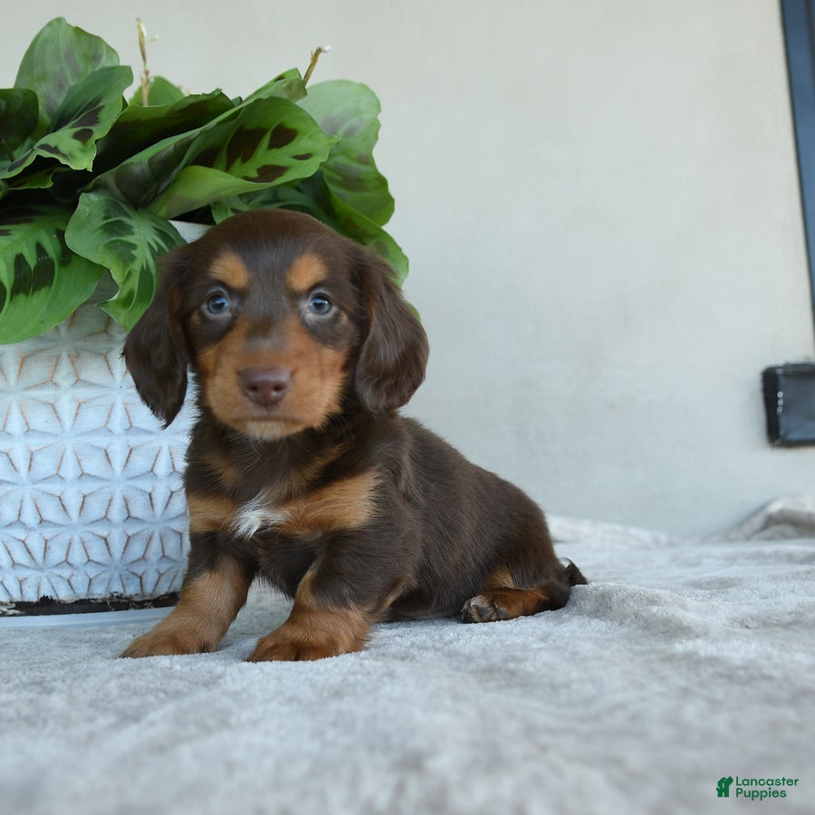 Dachshund dogs for sale: Lloyd - Ad 3