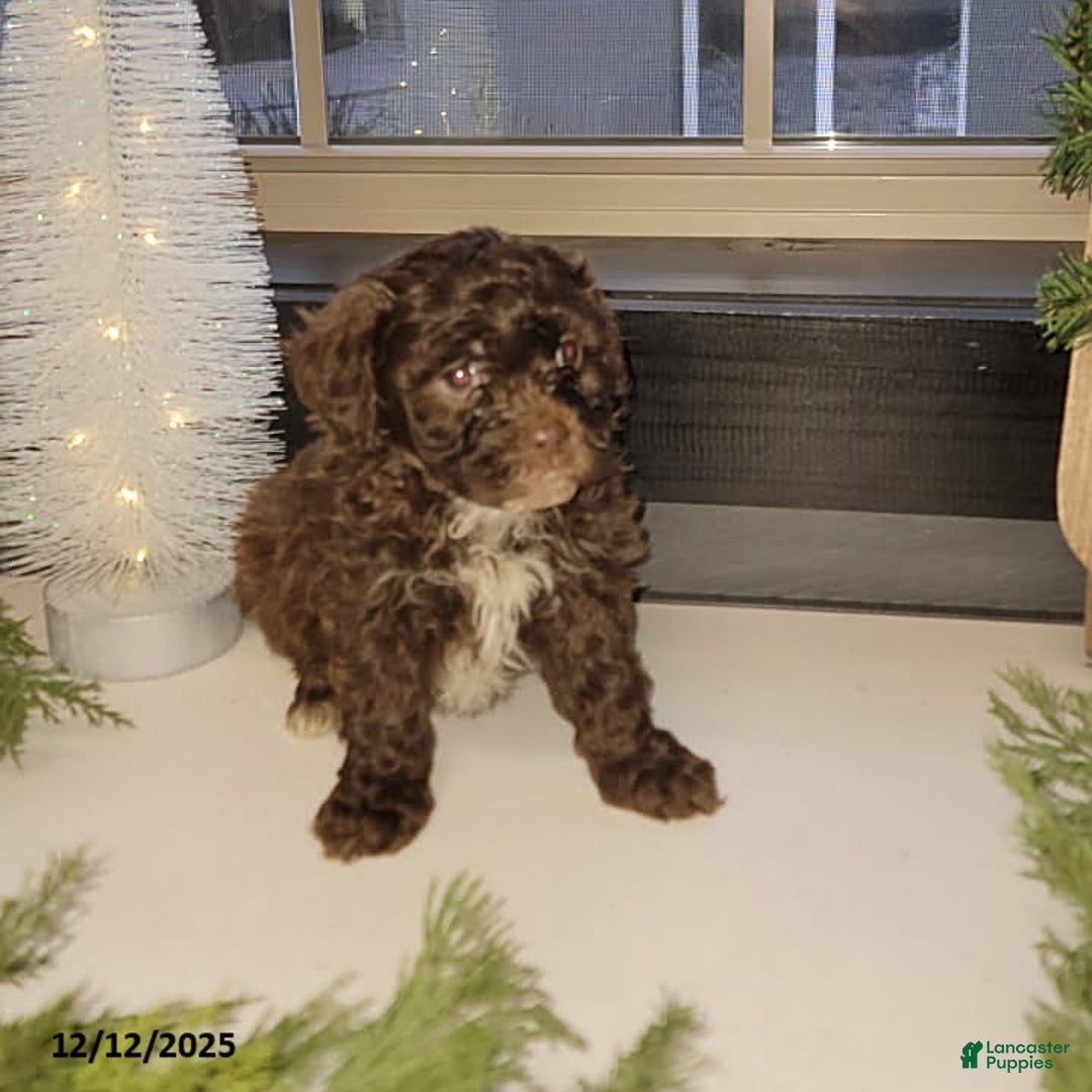 Mixed Breed dogs for sale: Chase - Ad 2