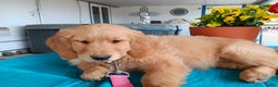 Golden Retriever dogs for sale: Sport - Ad 22