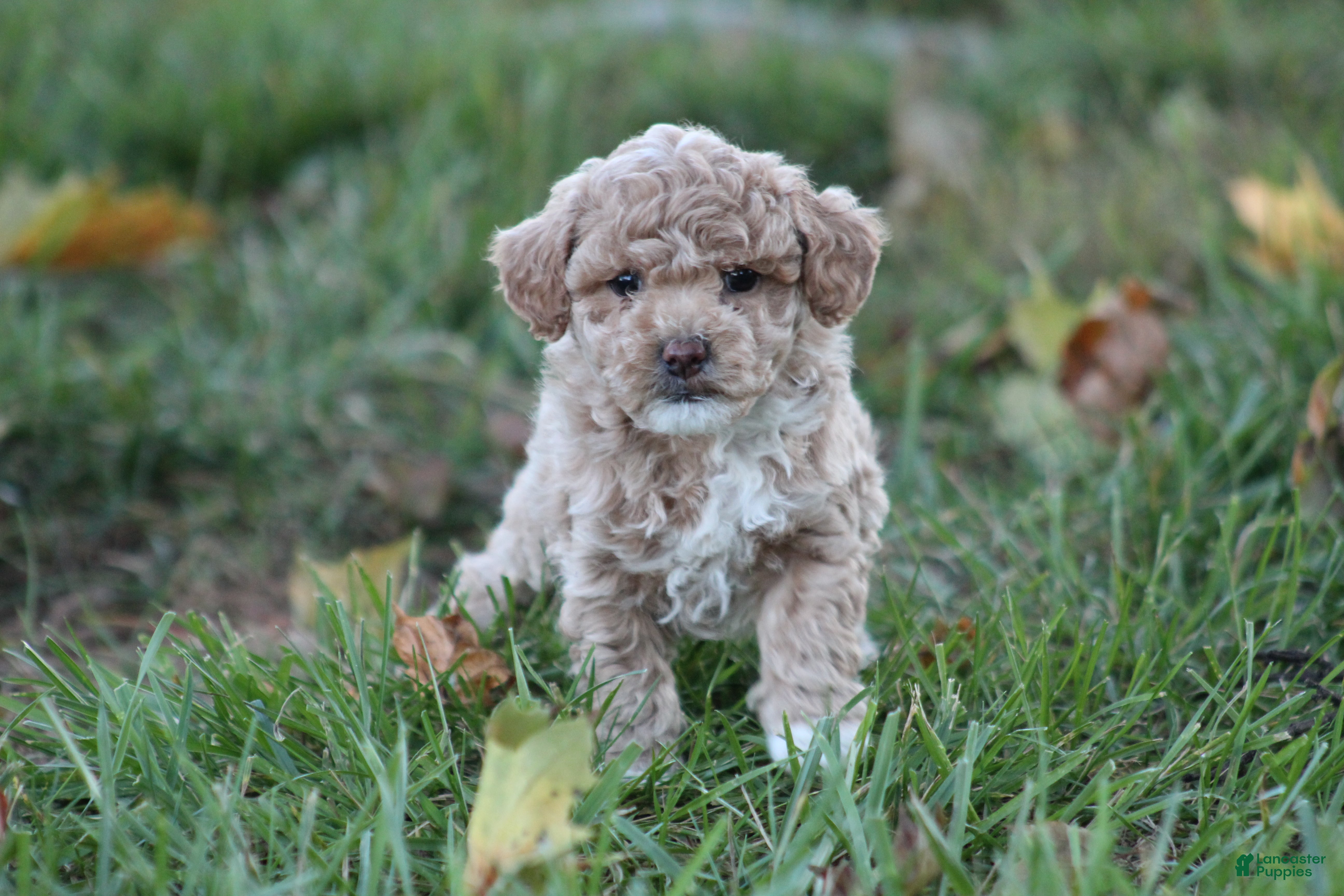 Bichpoo dogs for sale: Asher - Ad 1