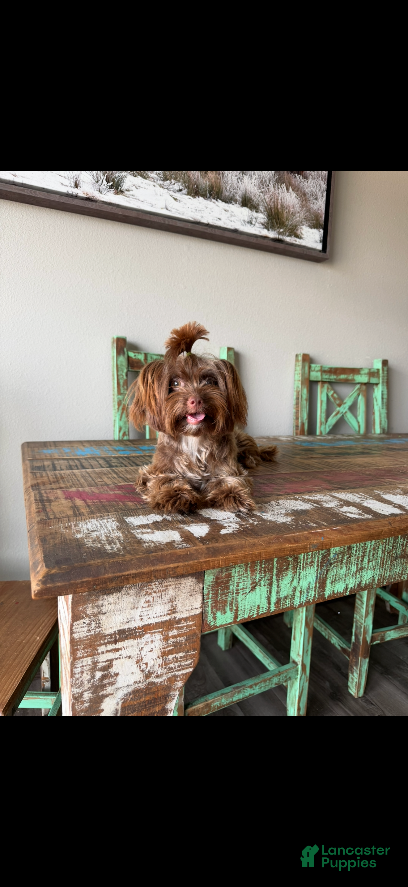 Yorkshire Terrier dogs KB Chocolate Yorkie Girl Cocobean - Ad 2