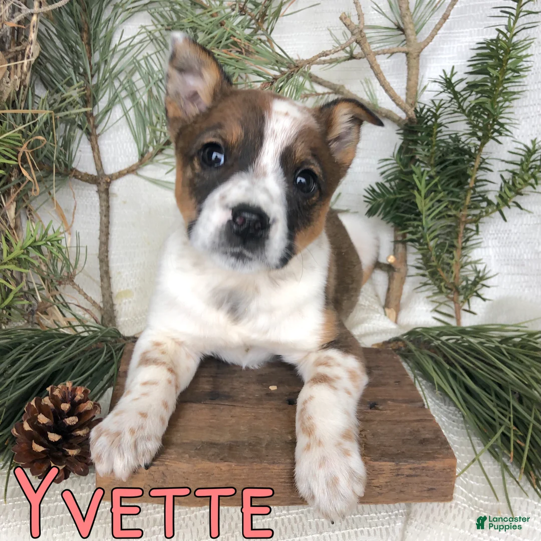 Mixed Breed dogs for sale: Mixed Breed Puppy 6 - Ad 3