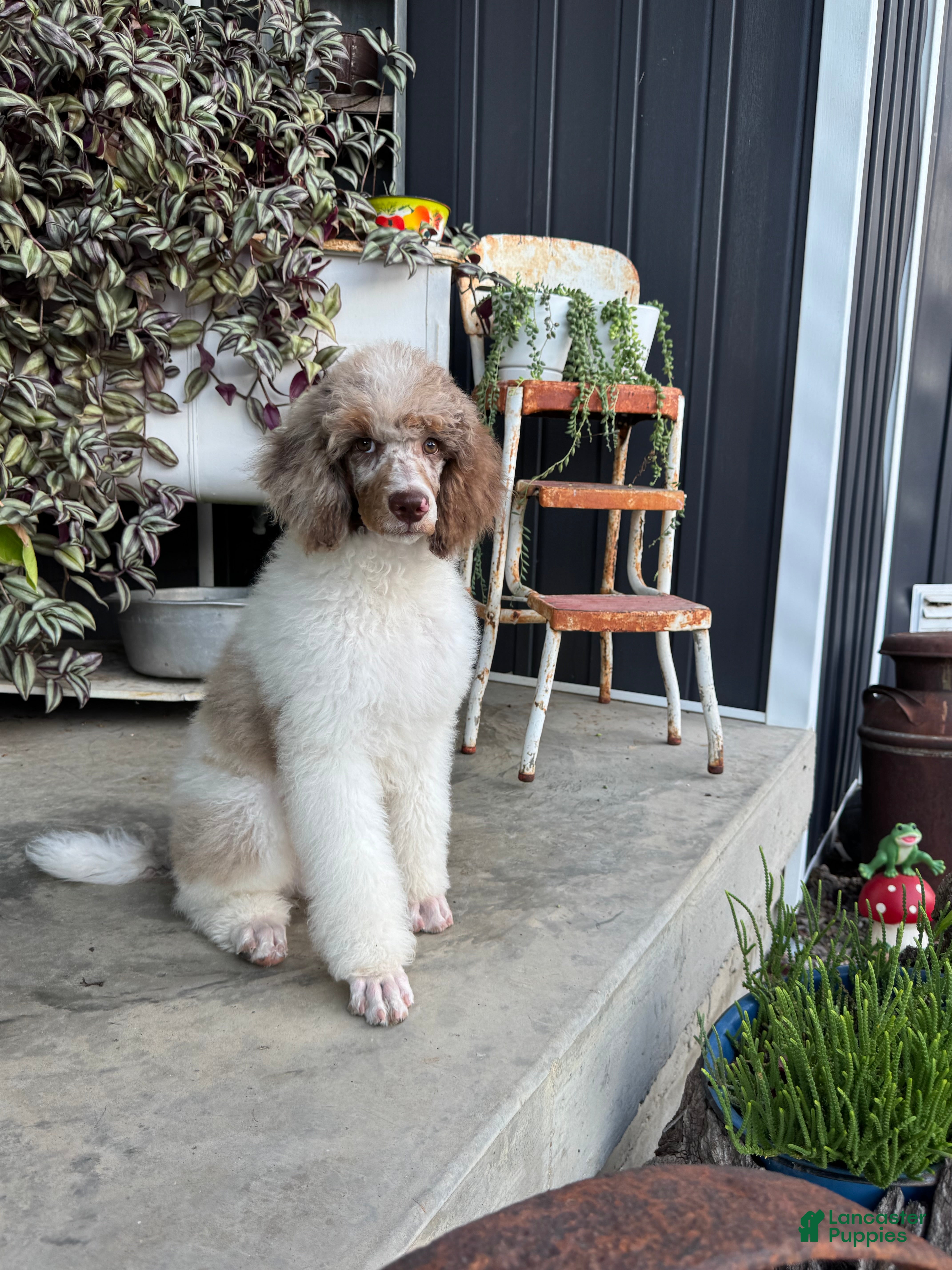 Standard Poodle dogs Creek - Ad 2