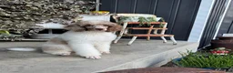 Standard Poodle dogs for sale: Creek - Ad 2