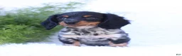 Miniature Dachshund dogs for sale: Sutherland - Ad 3