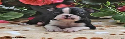 Boston Terrier dogs for sale: Luke - Ad 2