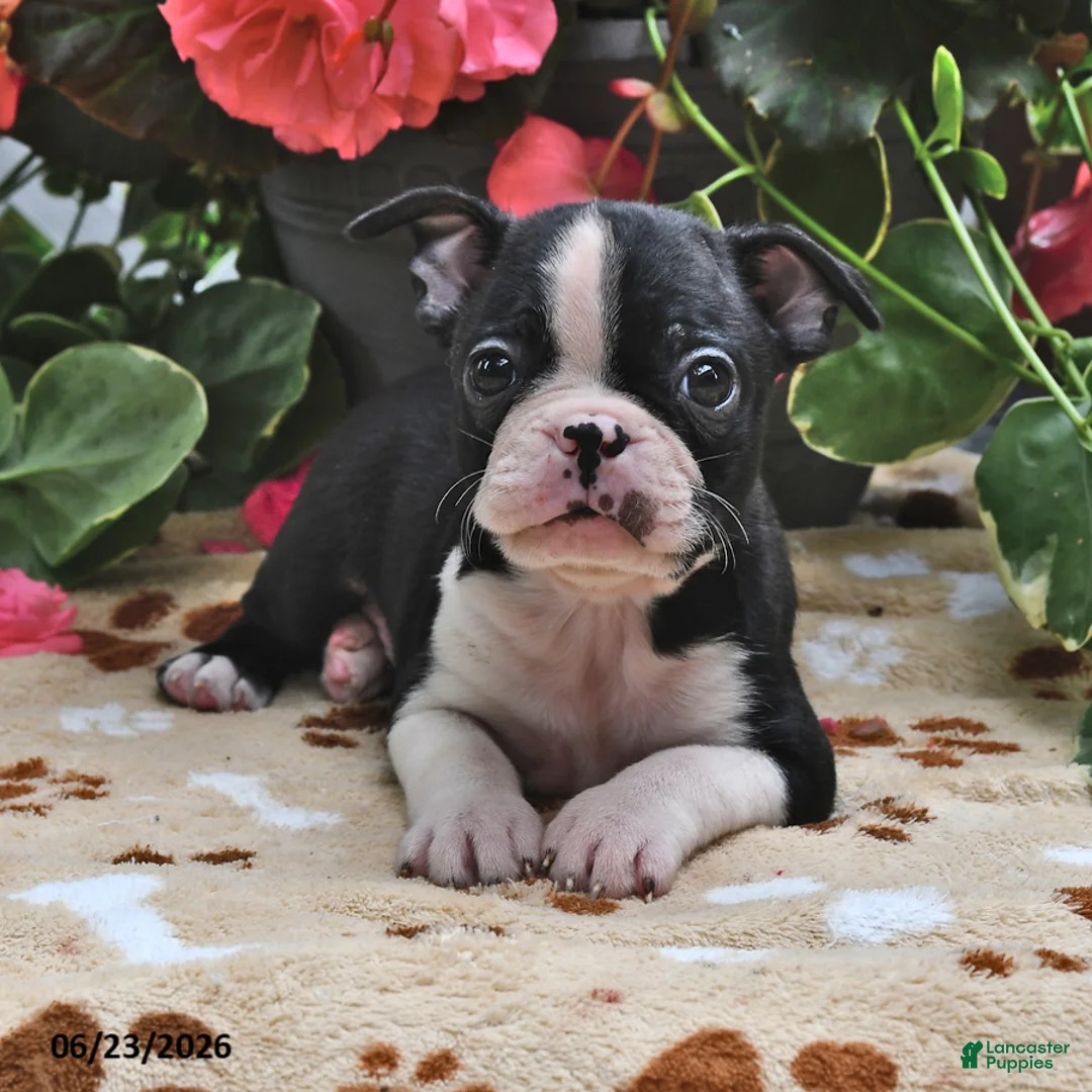Boston Terrier dogs for sale: Luke - Ad 2