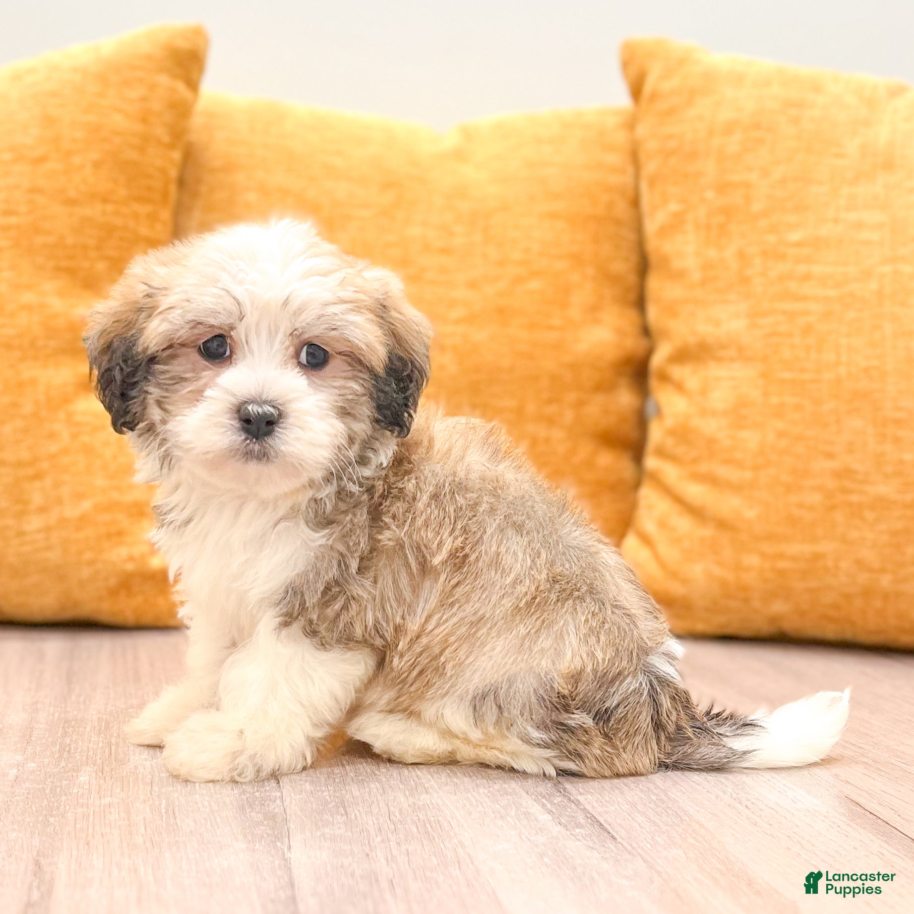 Havanese dogs Asher - Ad 1