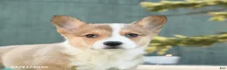 Welsh Corgi Pembroke dogs for sale: Sheriff - Ad 5