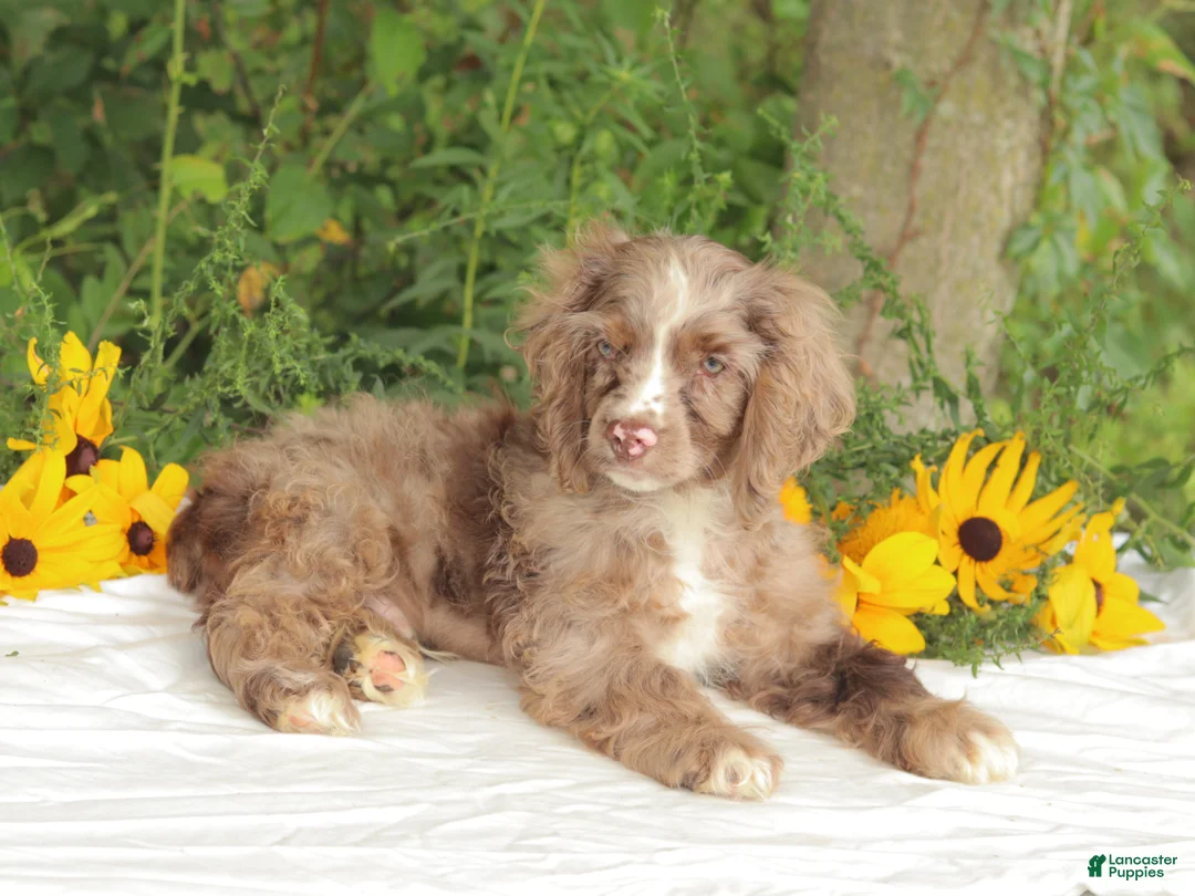 Cocker Spaniel dogs for sale: Cooper - Ad 2