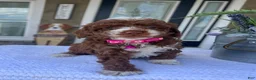Mini Goldendoodle dogs for sale: Lily - Ad 2