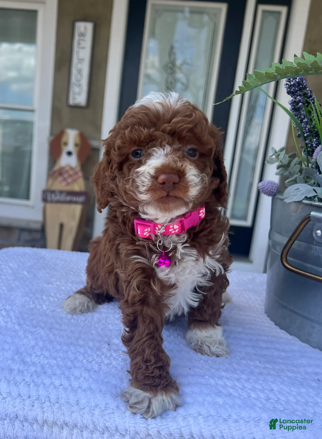 Mini Goldendoodle dogs for sale: Lily - Ad 2