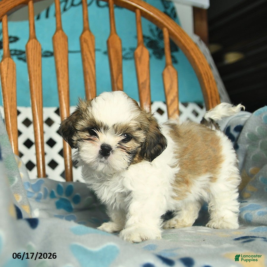 Shih Tzu dogs Sky   - Ad 2