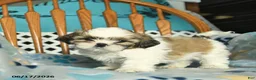 Shih Tzu dogs for sale: Sky   - Ad 2