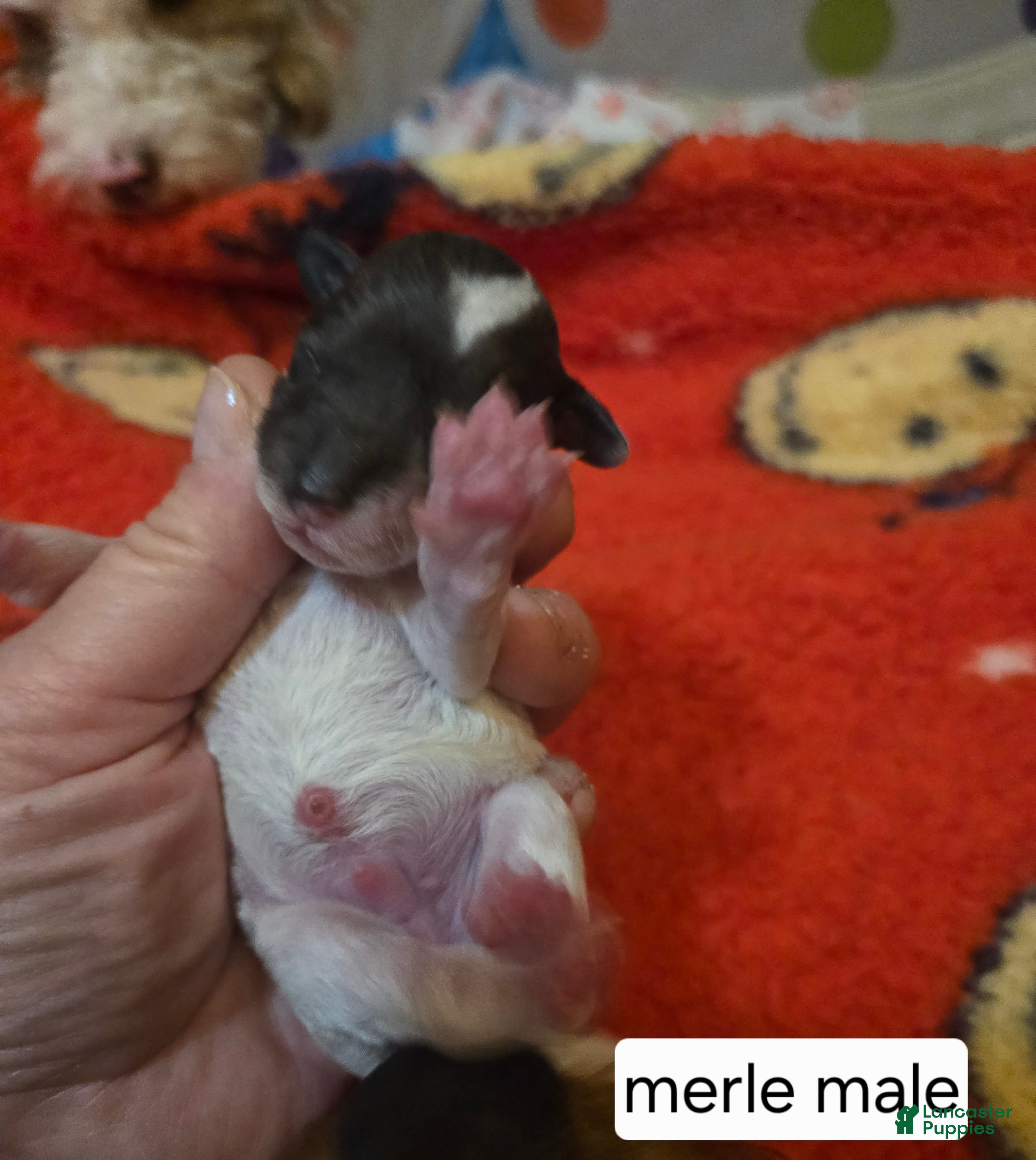 Doxiepoo dogs Doxiepoo Puppy 2 - Ad 5