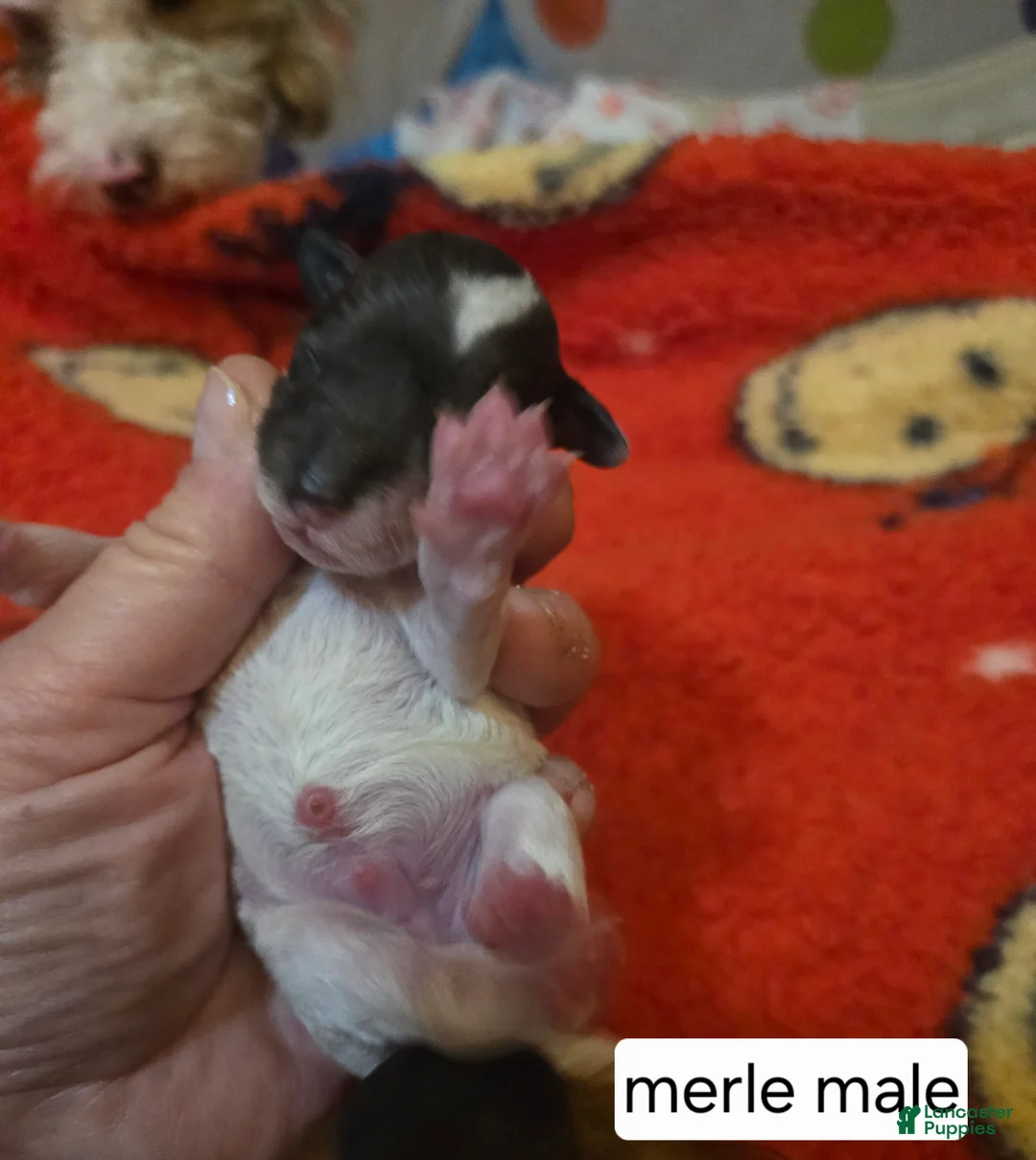 Doxiepoo dogs for sale: Doxiepoo Puppy 2 - Ad 1