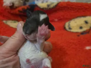 Doxiepoo dogs Doxiepoo Puppy 2 - Ad 30