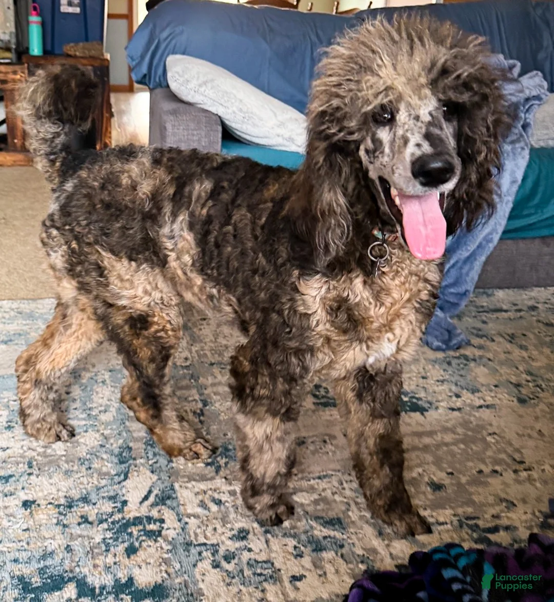 Standard Poodle dogs for sale: Ruger - Ad 1