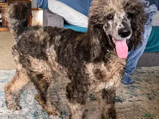 Standard Poodle dogs Ruger - Ad 21