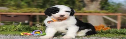 Sheepadoodle dogs for sale: Buddy - Ad 3