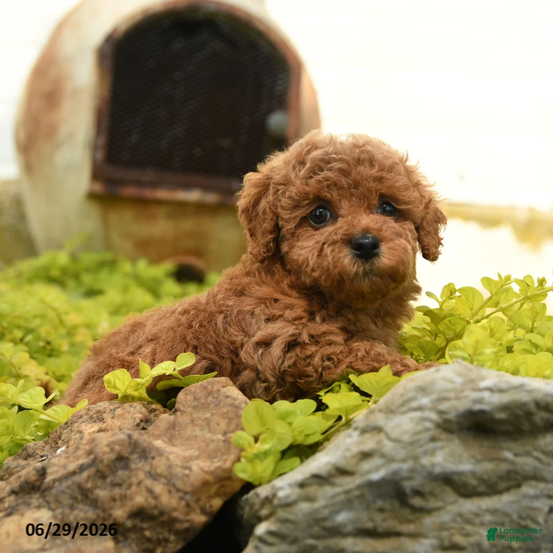 Toy Poodle dogs for sale: Daisy - Ad 1