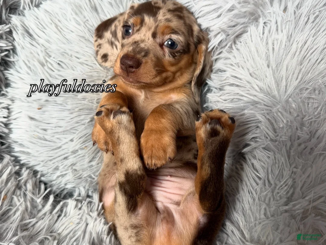 Miniature Dachshund dogs for sale: Chocolate dapple smooth coat male AKC - Ad 10
