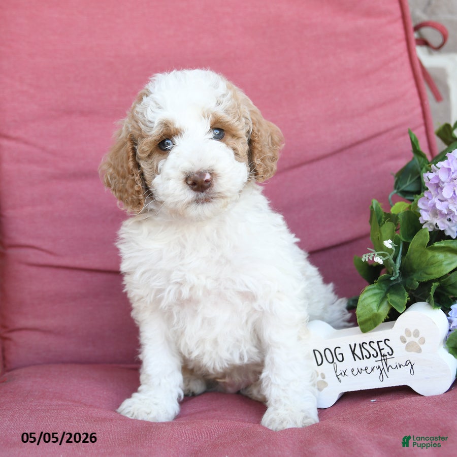 Miniature Poodle dogs for sale: Lewis - Ad 4