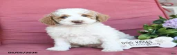 Miniature Poodle dogs for sale: Lewis - Ad 1